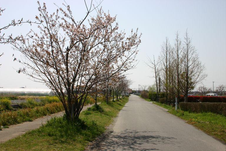 （写真）花宗川桜並木