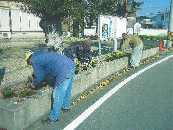道本 花苗