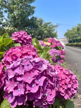 やすらぎ苑 アジサイ