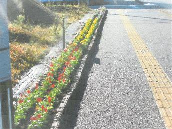 中島 花苗